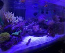 熱帯魚や海水魚 水草水槽の作成維持等教えます 美しい水草水槽や飼育全般に関して イメージ6