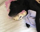 ワンちゃんの介護・介助方法をお手伝いします 認知症のワンちゃんの近くに〇〇は置いちゃダメ！〜お部屋編〜 イメージ3