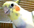 インコ、猛禽類の飼い方、育て方についてお答えします イメージ1
