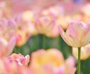 なんでもお話聞きます ちょっとしたことでも♪寂しいという方ぜひお話しましょう♪ イメージ4