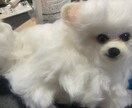 写真から羊毛フェルト犬を制作します 練習価格でお作りします（モニター） イメージ6