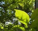 自然✖️アートの現場づくりをお手伝いします こどもも大人も呼吸できる現場へ イメージ8