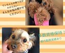 ワンちゃんの相談して承ります 犬の躾やお手入れで困っているあなたへ イメージ1