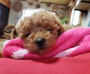 プードルのかわいい顔としぐさをプレゼントします プードルですが、直毛なので、貴重です イメージ5