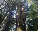 あなた様の悩み 恋愛仕事対人 どんな話でも聞きます 話すと自然と楽になる　リラックスしながらゆるりと イメージ1