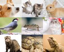 ペットのお話聞きます 皆さまのペット自慢聞かせてください♪ イメージ1