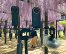 VR動画制作できます 360度動画はお任せください！YouTube投稿多数！ イメージ2