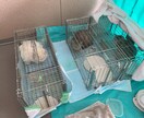 TNRのやり方を経験者が教えます 動物看護師が丁寧にアドバイスします イメージ4