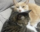 あなたの適職、才能、タロットや算命学で占います 人生迷子の方、本当の自分を見つけてみませんか？ イメージ6