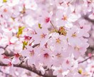 人間関係に悩む貴方へ★魂に愛のヒーリング届けます 引き寄せは、偶然じゃない。 “恋の周波数”が、運命を動かす。 イメージ5