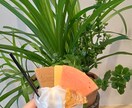素敵な写真用意します 花、食べ物などのきれいな写真を撮ります イメージ2