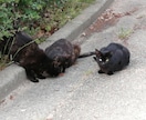 メンヘラニートがチャットでお話します メンヘラニートを存分に使って下さい イメージ1