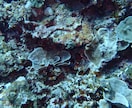 ダイビングで撮った水中写真を提供します 完全オリジナル！魚や珊瑚の水中写真を１枚１００円で！Ｃセット イメージ10
