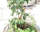 植物全般のお悩み相談、技術指導、承ります 観葉植物、お花、植木、育成、植え込み、デザイン、何でもOK イメージ7