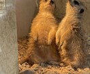 通話でのご鑑定承ります やっぱり、チャットより今すぐ通話で　ご鑑定してほしい！ イメージ1