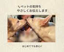 ペットの気持ちをやさしくお伝えします 保護犬と暮らす経験からやさしくお伝えします イメージ1