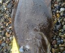 北海道の釣りのアドバイスします 釣り歴15年、ショアからの釣りを得意としています。 イメージ1