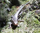 あなたのペットが思っていることをお伝えします ペットのつぶやきを聞いてみませんか？意外なこと思っています。 イメージ1