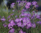 首都圏の写真撮影を代行いたします カメラ歴14年目のカメラマンが撮影代行や写真提供をします イメージ7