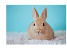 ペットからのメッセージをお伝えいたします ペットの気持ちが知りたい、ペットヒーリングを希望したい方へ イメージ2