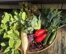 プロの有機農家が野菜のつくり方を教えます 家庭菜園で上手く野菜をつくれない方や野菜栽培に興味のある方へ イメージ4