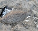 サーフで誰でも簡単にヒラメを釣る方法を教えます ヒラメを誰でも簡単に釣る方法を教えます。（サーフ） イメージ2
