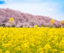 広島弁を楽しみたい方♡広島弁を楽しくレッスンします 心地よい広島弁をビデオチャットを使って講座をするけぇね～♪ イメージ6