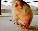 平飼い養鶏のご相談にのります プロの養鶏家がお答えます!飼い方、産卵箱、平飼い養鶏開業 イメージ7