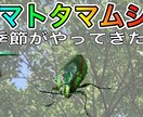 YouTuberの動画編集代行いたします 動画編集(テロップ/BGM/SE)、アニメーション制作など イメージ4
