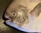 鮮魚の捌き方、選び方、仕入れ方教えます 今日からお魚を食卓に取り入れましょう イメージ5