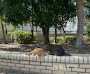 電話一本で繋がる温かい場所✨心に寄り添います 心の友、心友になりませんか？ほっと一息なごみじかん☕ イメージ3