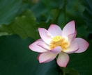 貴方のお話をすべて受けとめます 前世でもこのような役割をしていたようです。 イメージ1