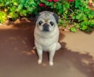 大切な愛犬さんをお作りします 世界にたった一つ♡うちのコ羊毛フェルト♡ イメージ8
