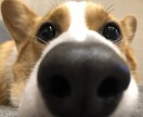 ペットいきいき、幸せヒーリングをさせて頂きます 家族の一員として、大切な存在のペットの癒しと幸せの為に‼ イメージ1