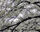 家族や大切な方の死、辛い悲しい気持ちを傾聴します 大切な方を亡くした辛さわかります。介護医療の相談も承ります イメージ1