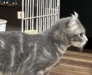猫のぽむちゃんがあなたの話し相手になります 猫ちゃんとお話しして癒されていきませんか？ イメージ6