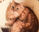 可愛い猫ちゃんの写真提供します 著作権不要の猫ちゃんの写真が欲しい方必見です。 イメージ9