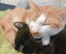 3日間 ゆる〜く話し相手します 誰かと話したい。くだらないやりとりしたいにお応えします! イメージ1