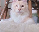 ねこがあなたの悩みを聞きます 猫生が波乱万丈な元野良猫の月見さんがお話聞きます イメージ10
