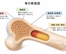 施術に活かせる解剖学入門体験を行います セラピスト必見！ここがわからないをご相談ください イメージ2