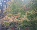 日本一の紅葉香嵐渓のお写真提供します イメージ3