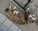 画像の透明化処理、安く速くやります 写真・イラストの透明化処理を最高15枚丁寧に代行します！ イメージ2