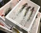 ボラ料理についてアドバイスします 秋から冬にかけてのボラを一度食べてみて下さい イメージ6