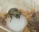 カブト・クワガタの飼育、ブリードの相談に乗ります カブト・クワガタの飼育やブリード、何でもお任せください。 イメージ3