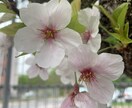 安心と癒しをお届けいたします 誰かと話たくなりましたらお声かけください イメージ1