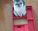 気になる彼、彼女の気持ち、鑑定致します 独学カード占い師アメショーちーと申します。 イメージ1
