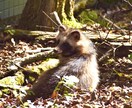 写真を額縁に入れてお贈りします 美しい写真を額縁に入れてお贈ります イメージ1