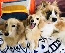 保護犬などの愛犬のしつけやお悩み相談お受けします 気軽にトークルームを使ったチャットでお受けします！ イメージ1
