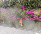 にゃんこが占いで落ち込んだあなたを励まします にゃんこの癒しとタロットで、心に元気を イメージ2