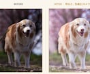 愛犬写真、プロの手仕事で美しく修復、レタッチします イラストではなく本物の写真のまま残したい方へ イメージ1